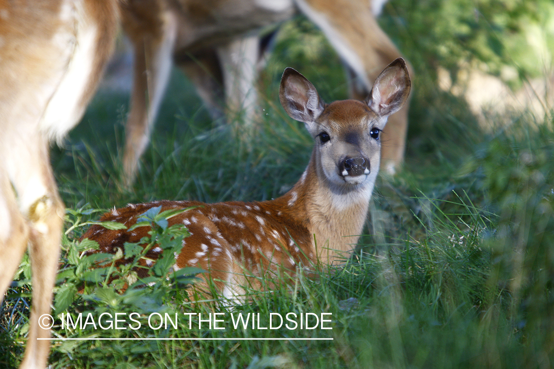 Whitetail fawn in habitat