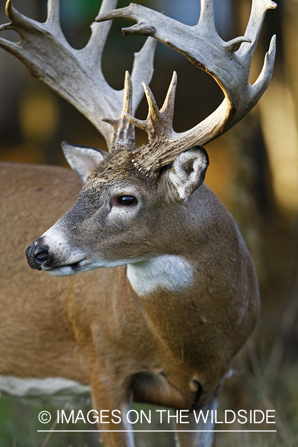 Whitetail buck in habitat