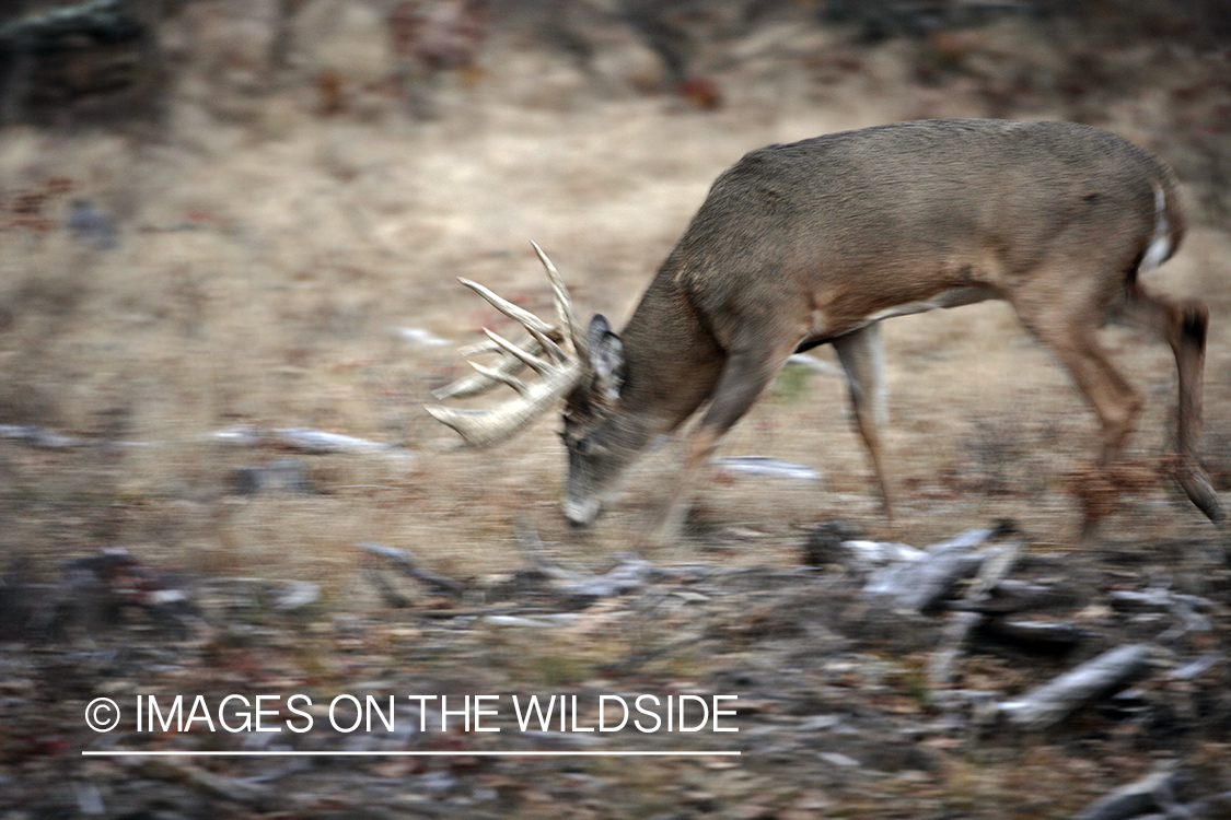 Whitetail buck in habitat.