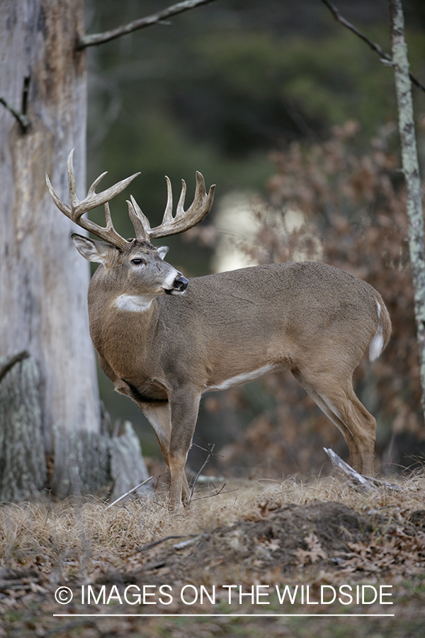 Whitetail buck in habitat.