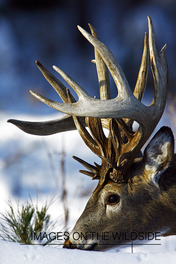 White-tailed buck in habitat.