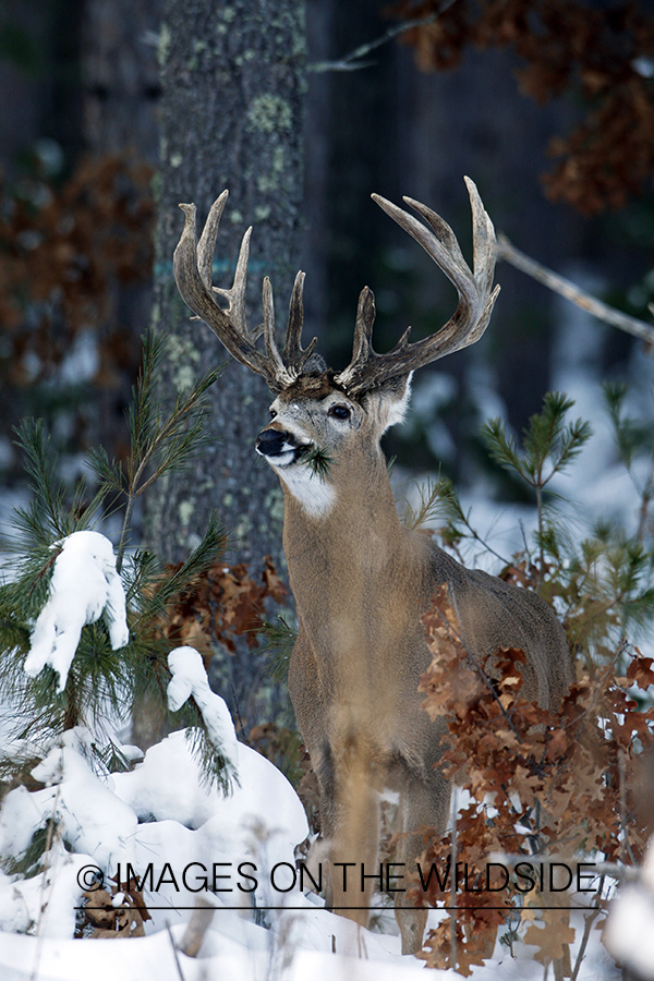 White-tailed buck in habitat.