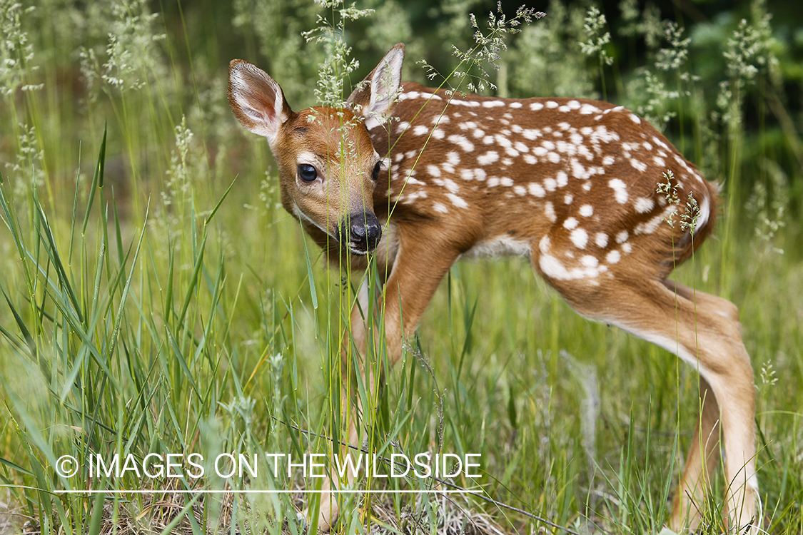 White-tailed Deer Fawns