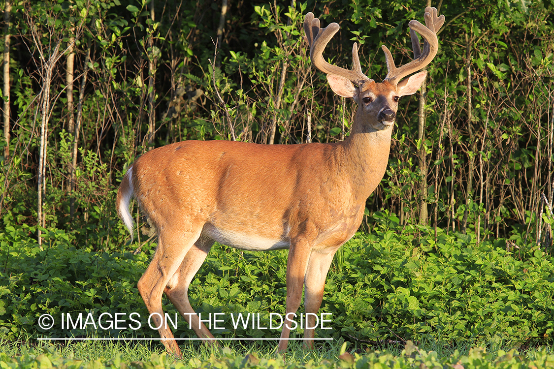 Whie-tailed deer apple creek