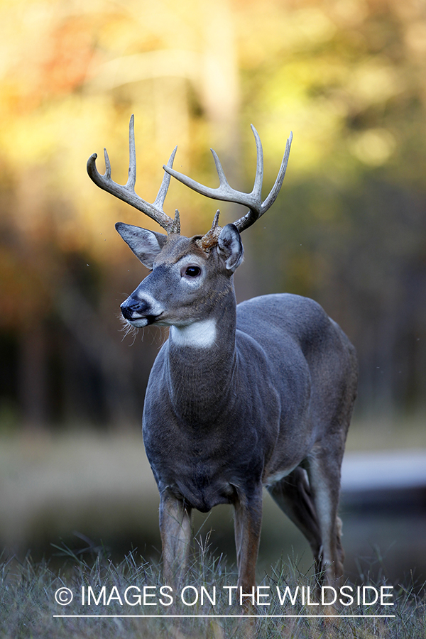 White-tailed buck in habitat