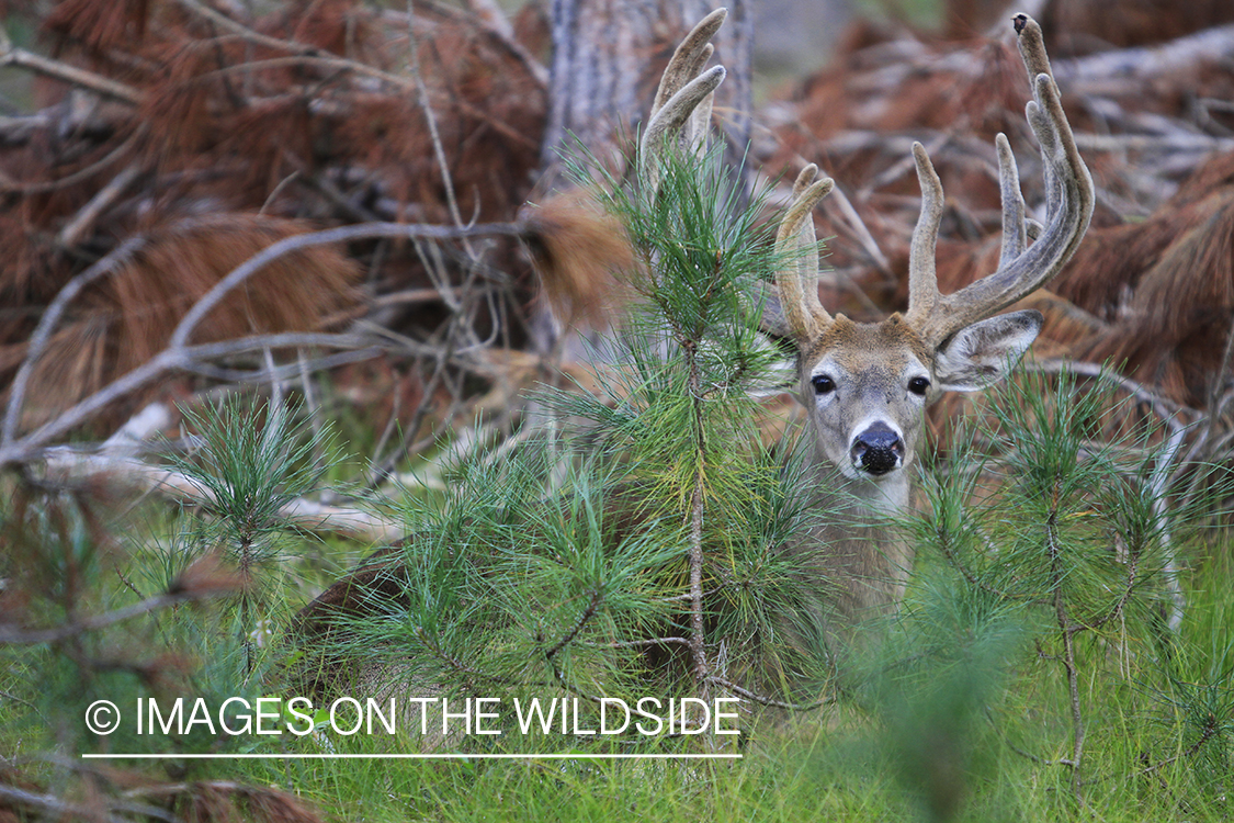 White-tailed buck in velvet 