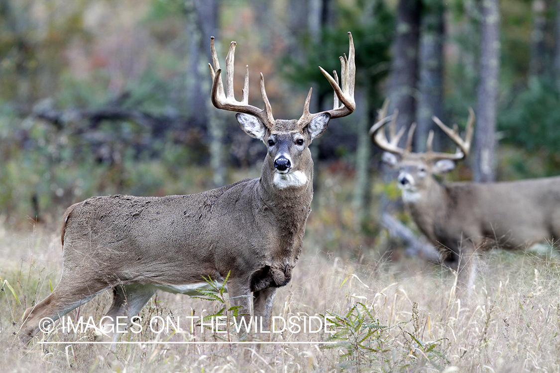 White-tailed bucks in habitat. *