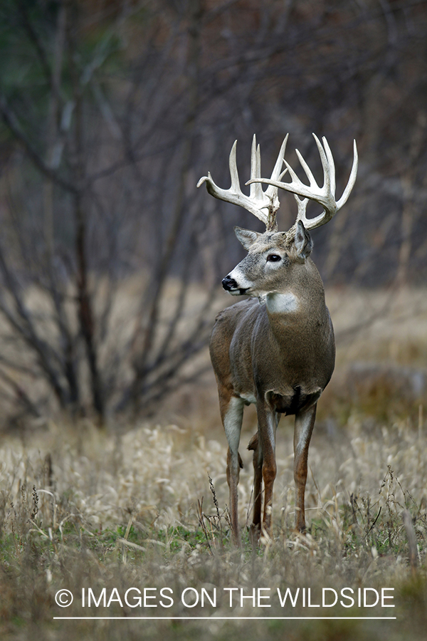 White-tailed buck in habitat. *