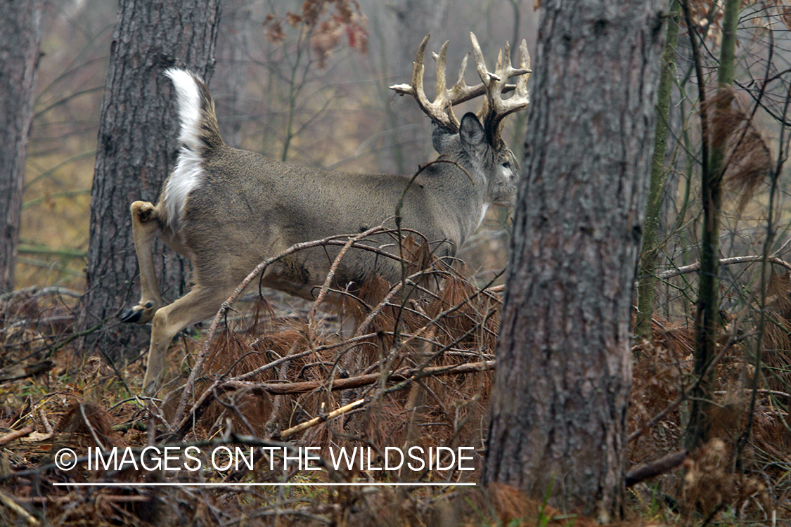 White-tailed deer fleeing.