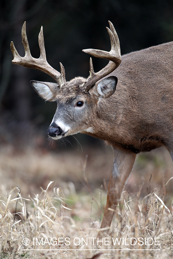 White-tailed buck in habitat. 