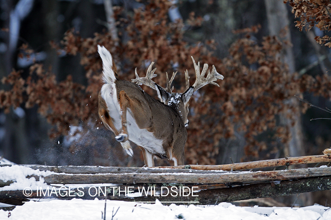 White-tailed buck in habitat. *