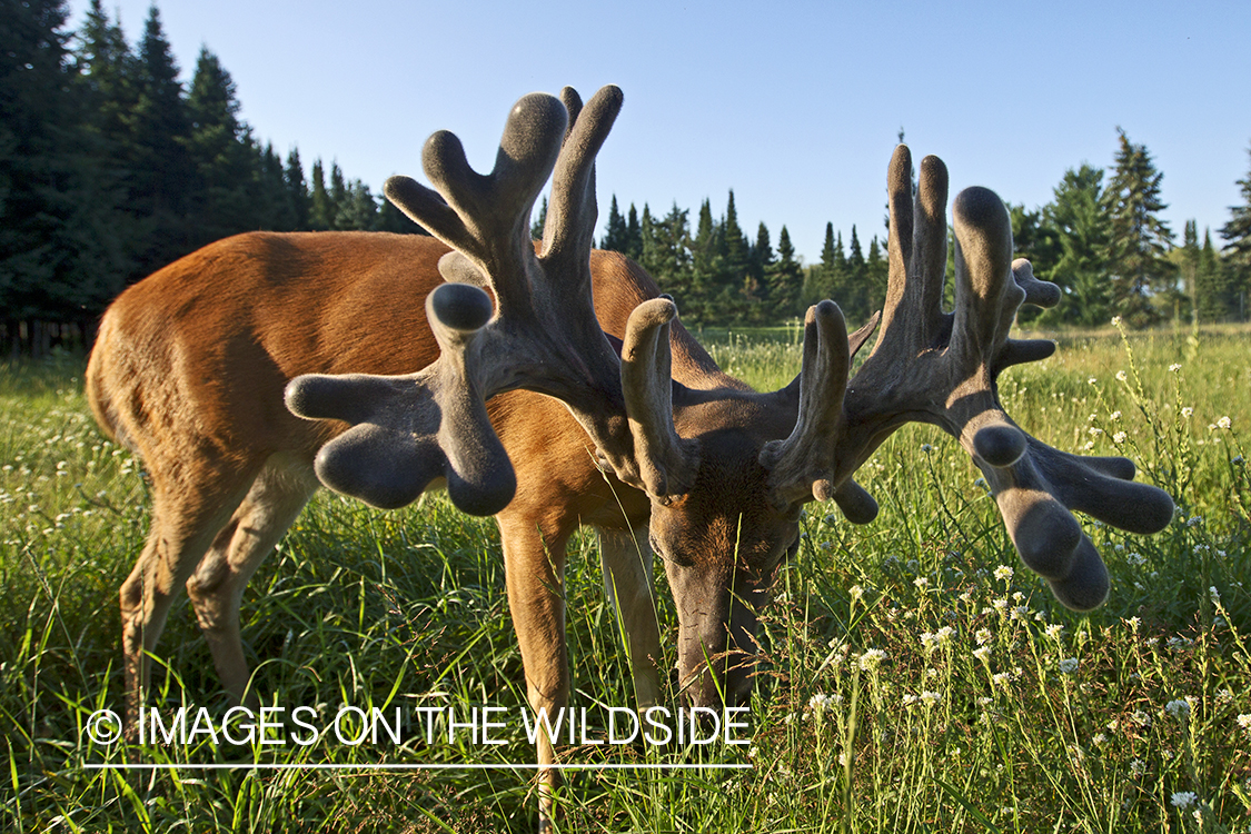 White-tailed buck in summer habitat *