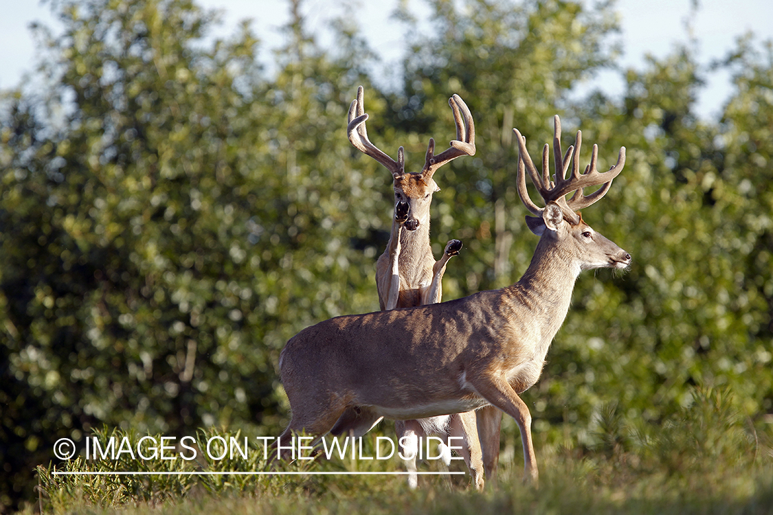 White-tailed bucks fighting. 