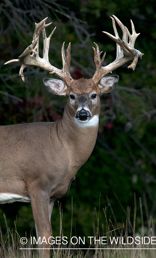 White-tailed buck in habitat. 