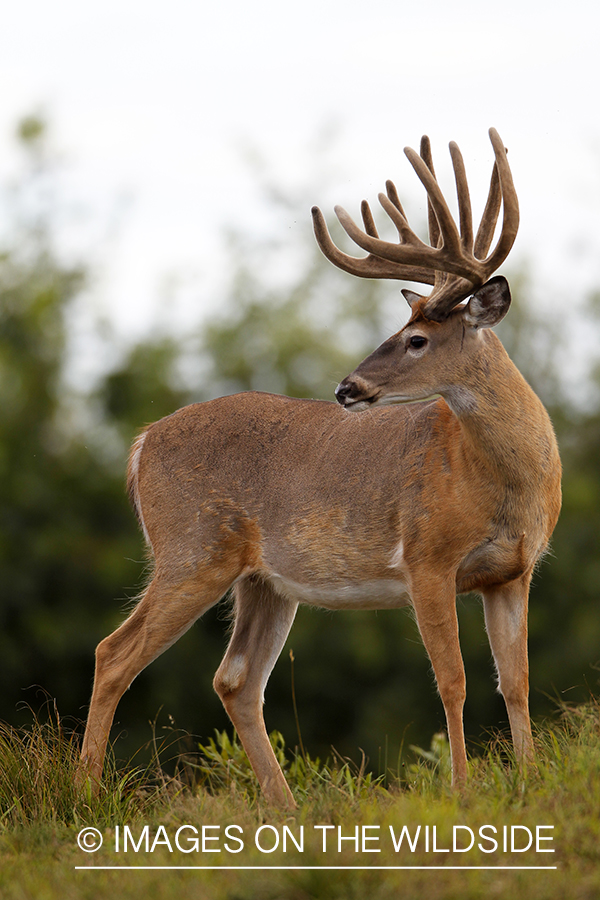 White-tailed buck in velvet.  