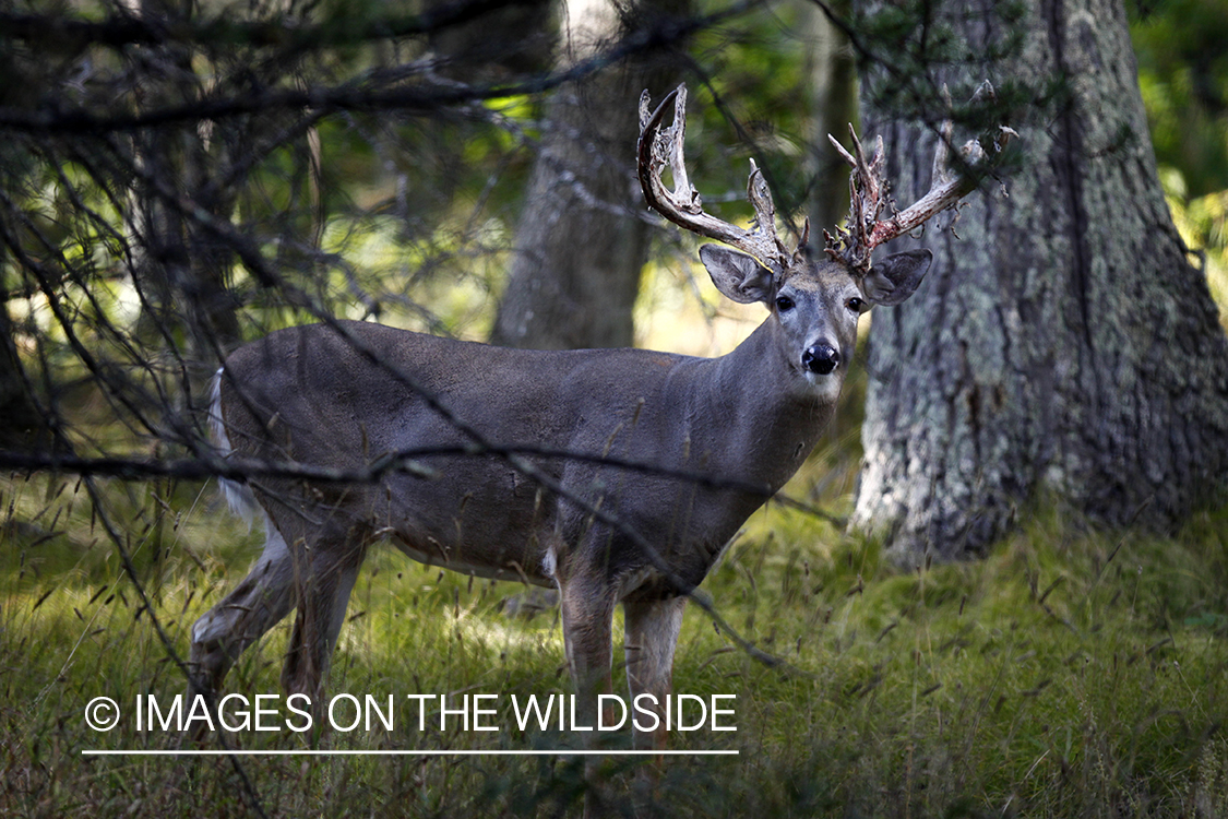 White-tailed buck shedding velvet.  