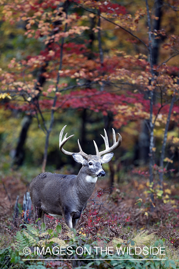 White-tailed buck in habitat. 