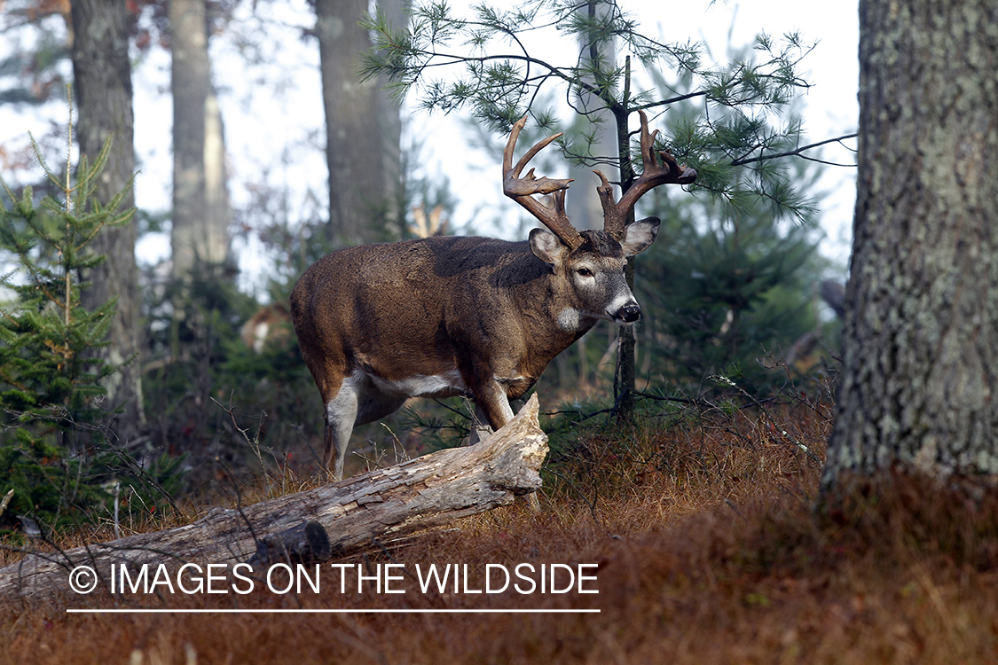 White-tailed buck in habitat. 