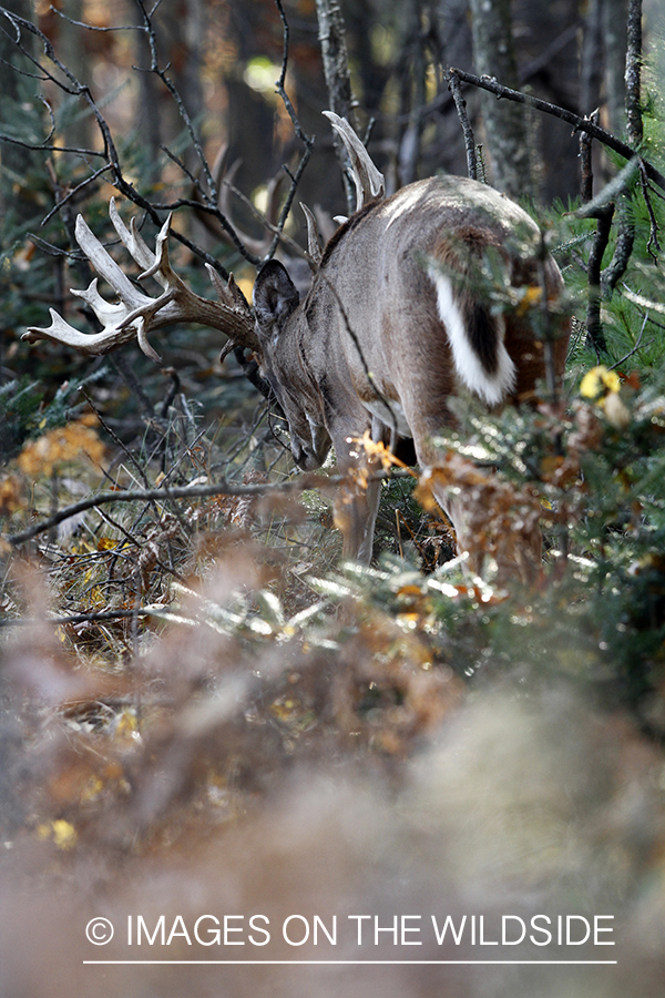 White-tailed buck in habitat. 