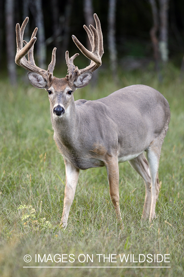 White-tailed buck in habitat.