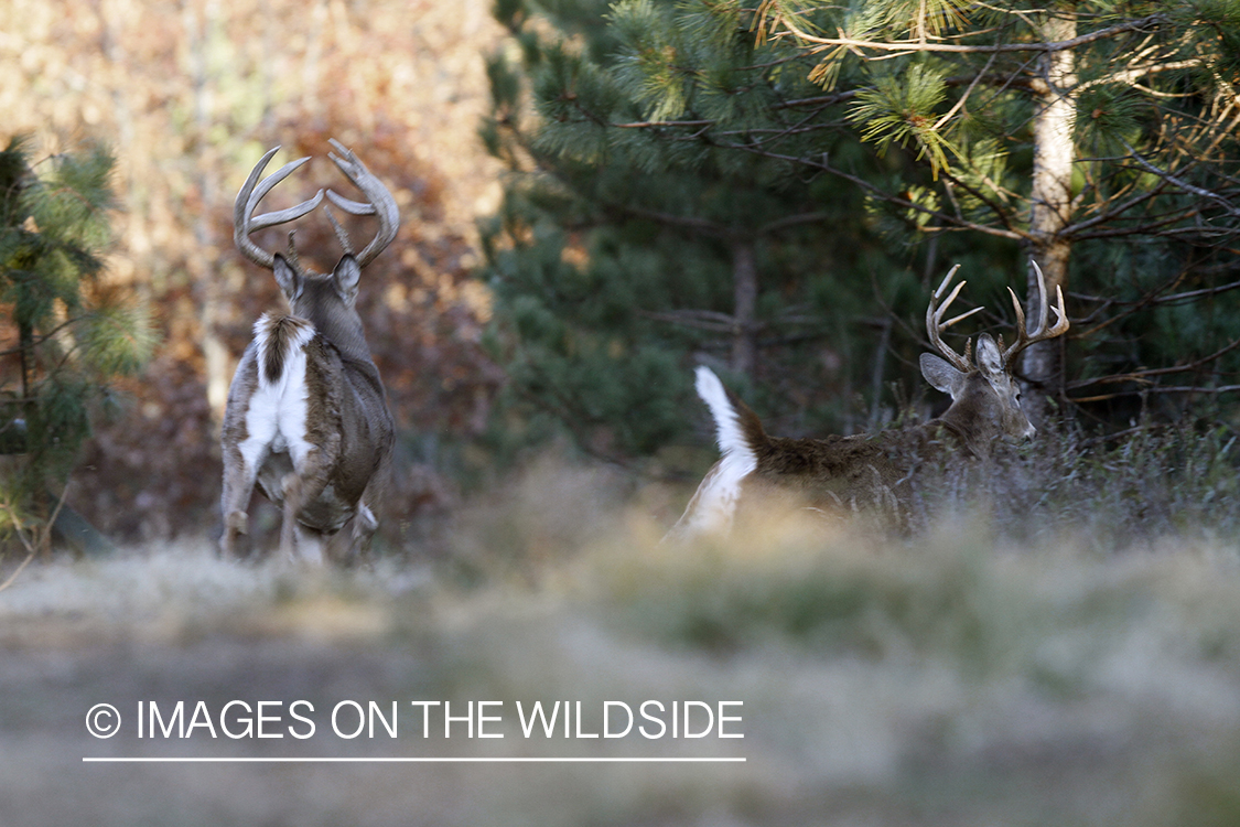 White-tailed buck in running.