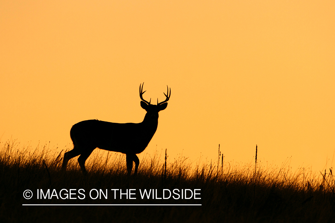 White-tailed buck at sunrise (silhouette).