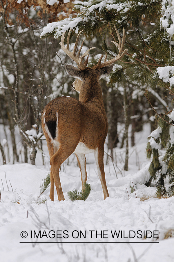 White-tailed buck in winter habitat.