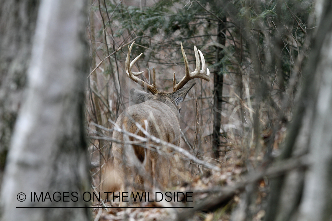 White-tailed buck in habitat.