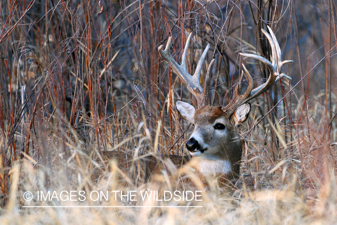 White-tailed buck in habitat.