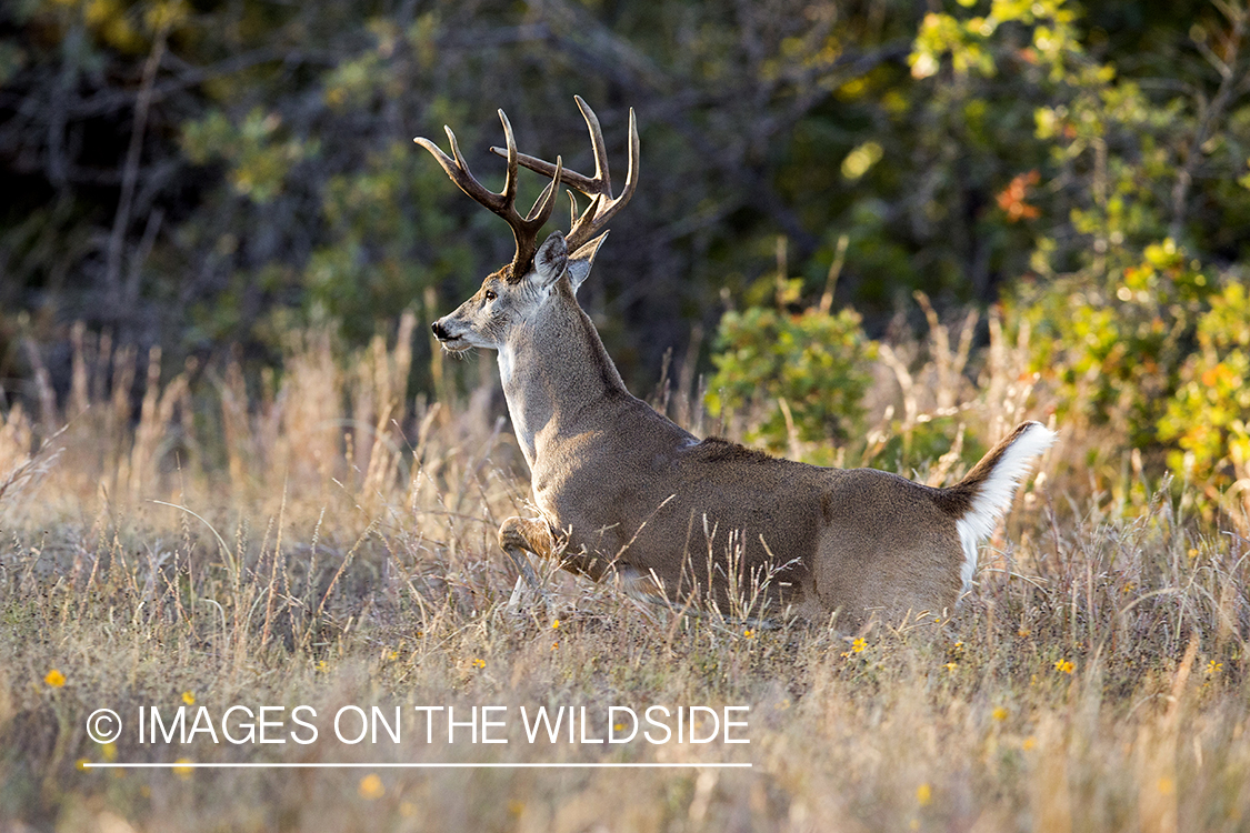 White-tailed buck fleeing in habitat.