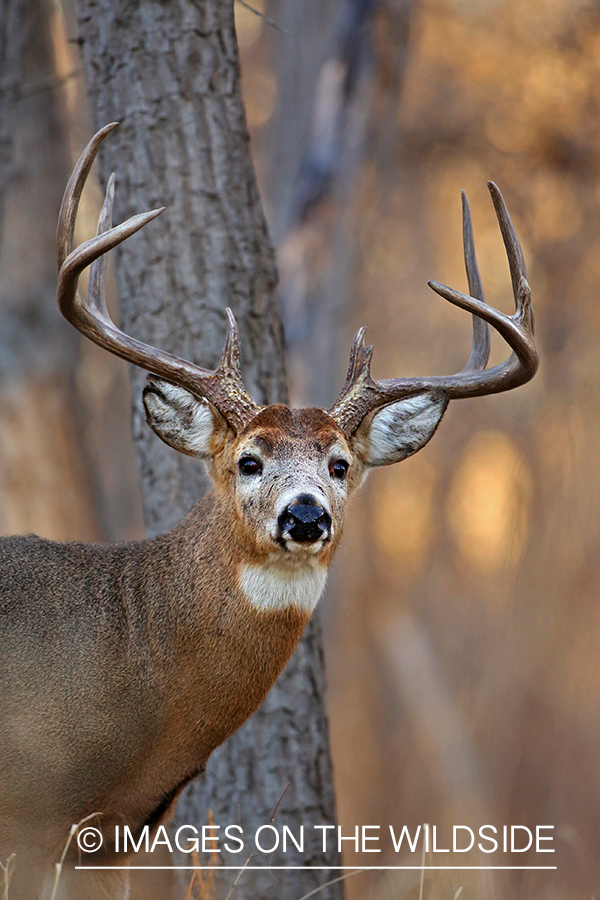 White-tailed buck in habitat. 