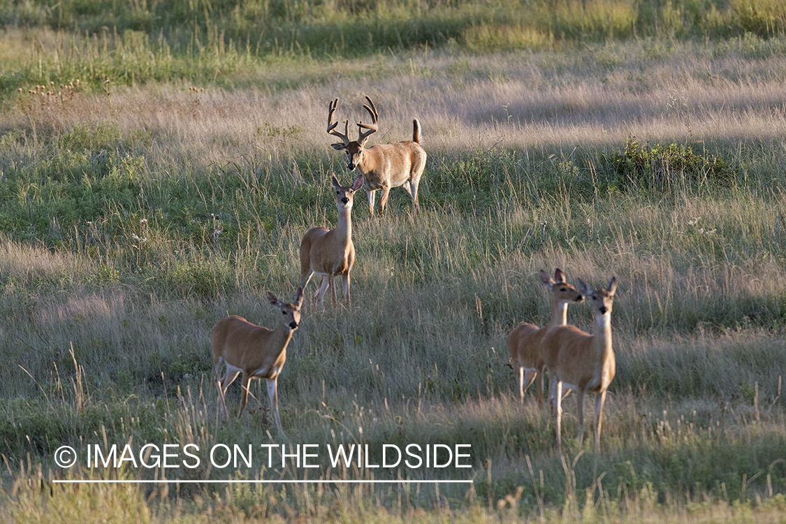 Herd of White-tailed deer in velvet.