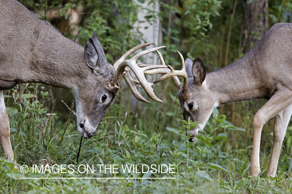 White-tailed young bucks rutting.