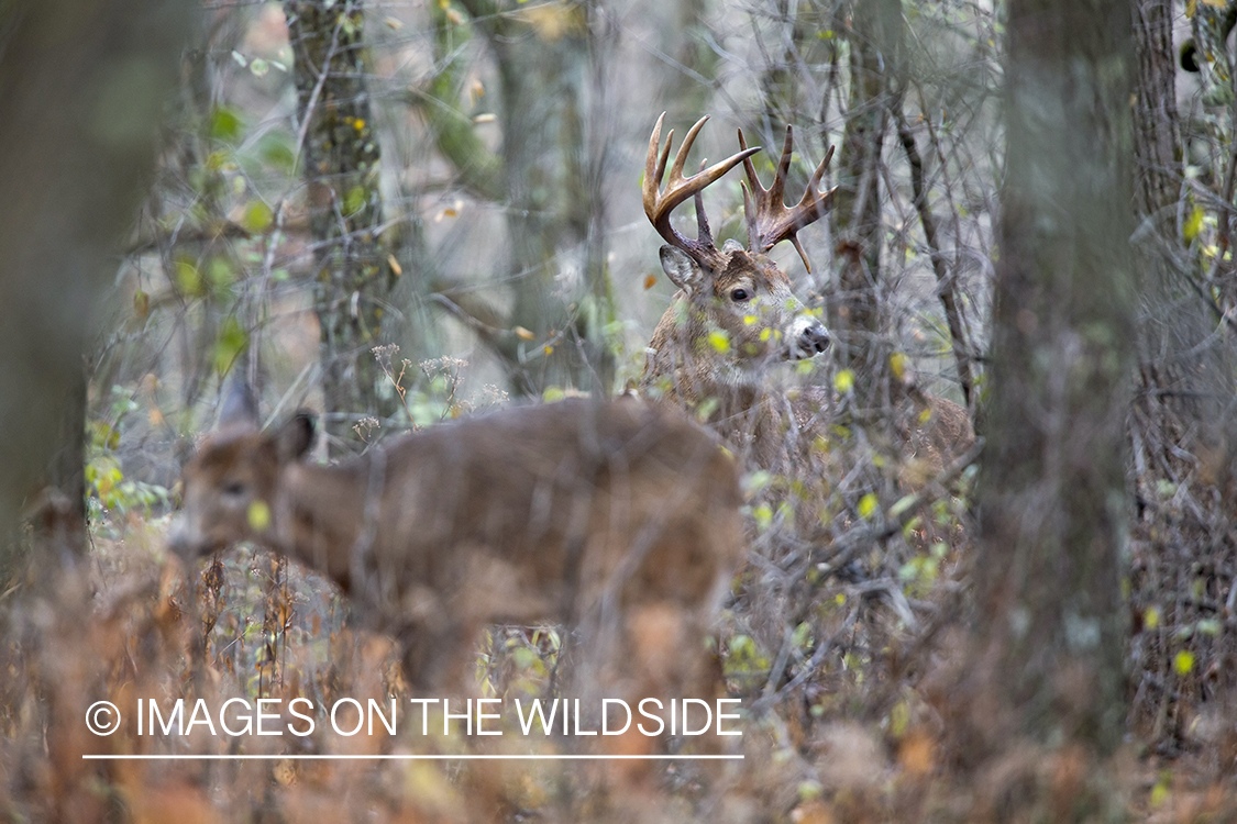 White-tailed buck and doe in habitat.