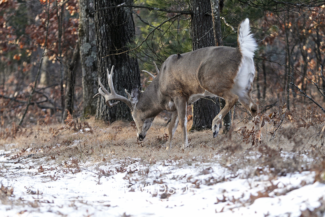 White-tailed buck following doe trail during the rut.
