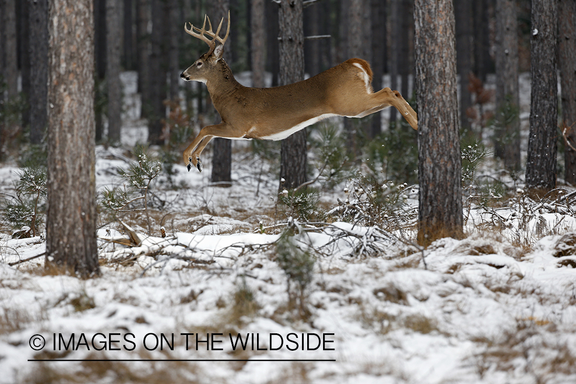 White-tailed buck in fleeing.