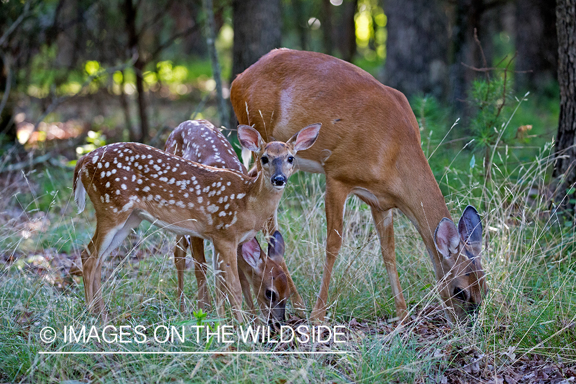 White-tailed fawns with mother.