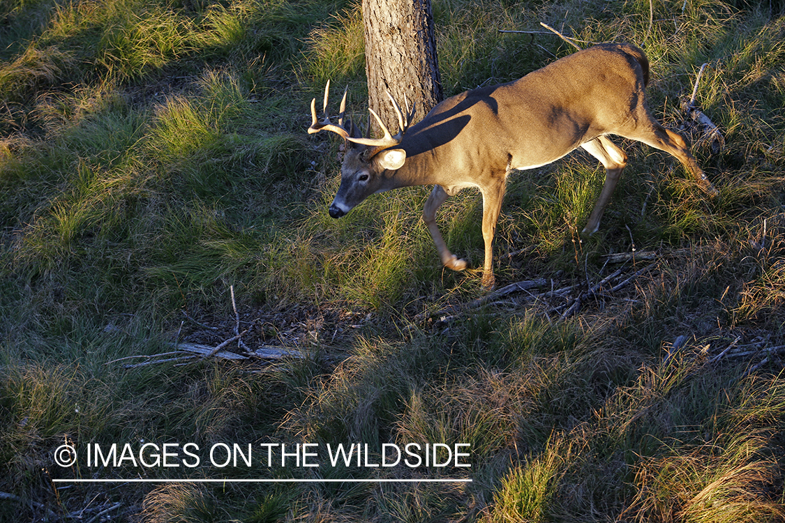 White-tailed buck photographed from tree stand.