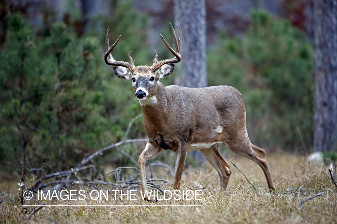 White-tailed buck in the Rut in habitat.