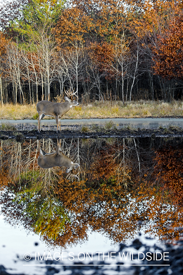 White-tailed buck with reflection in water.