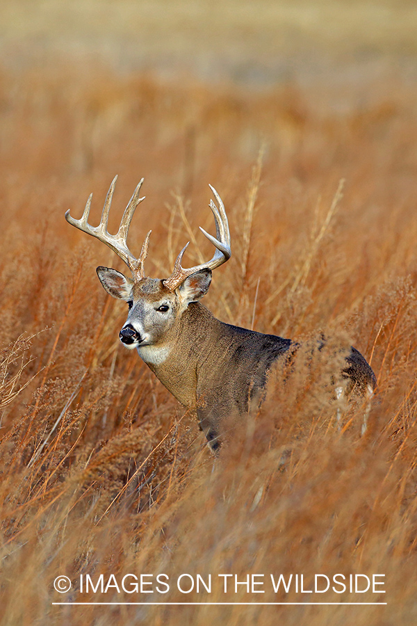 White-tailed buck in habitat.