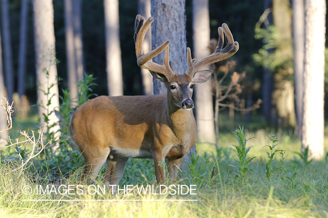 White-tailed buck in velvet.