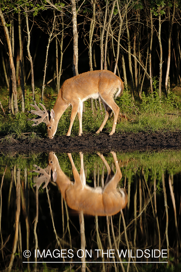 White-tailed deer in velvet next to water. 