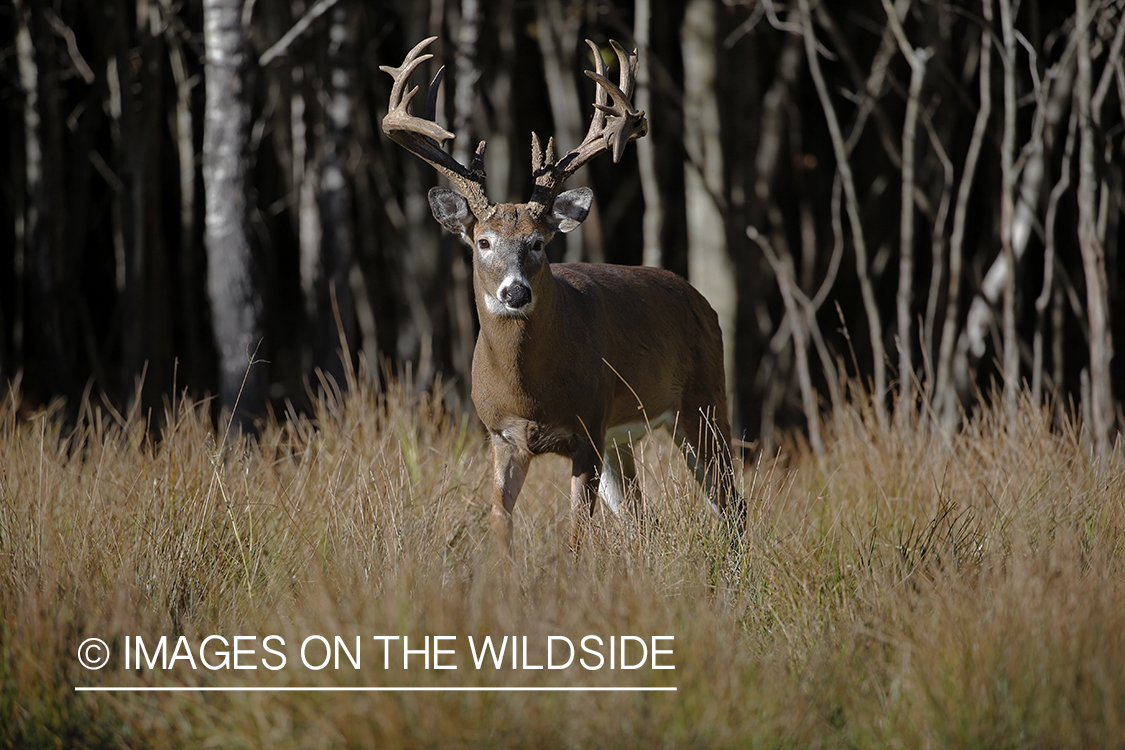 White-tailed buck in field.