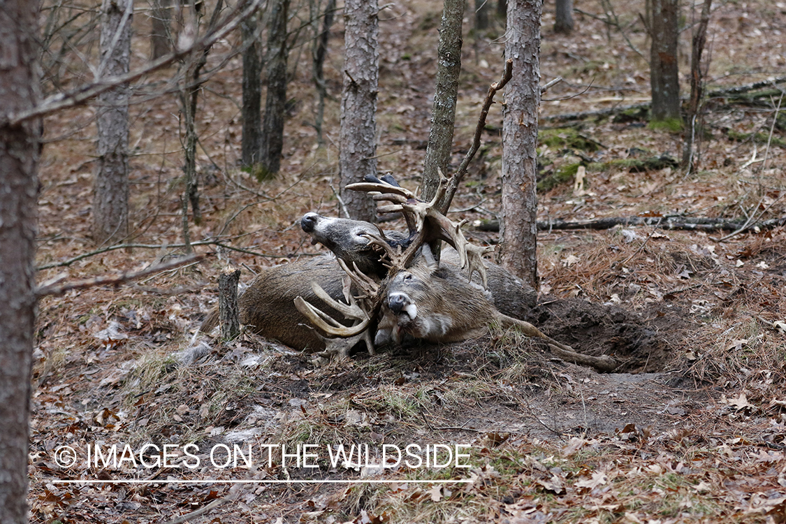 White-tailed deer bucks died fighting with locked antlers.