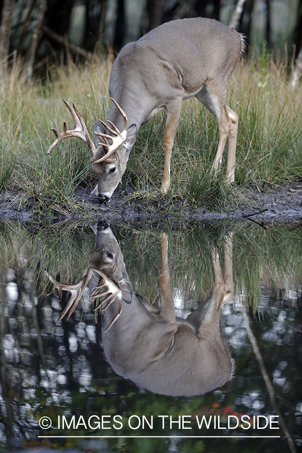 White-tailed buck by water with reflection.