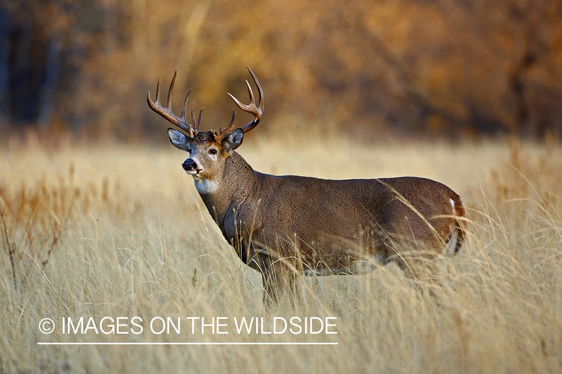 White-tailed buck in the rut.