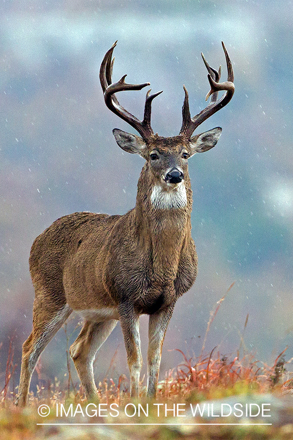 White-tailed buck in field.