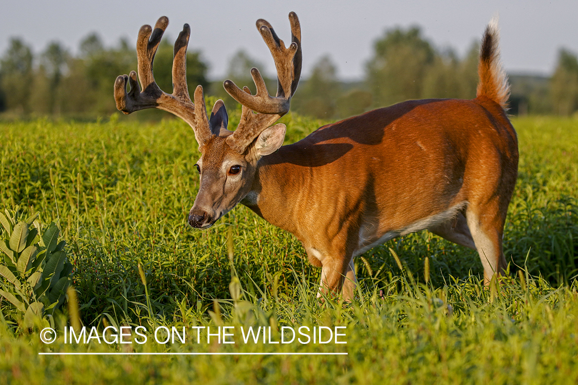 White-tailed buck in Velvet.