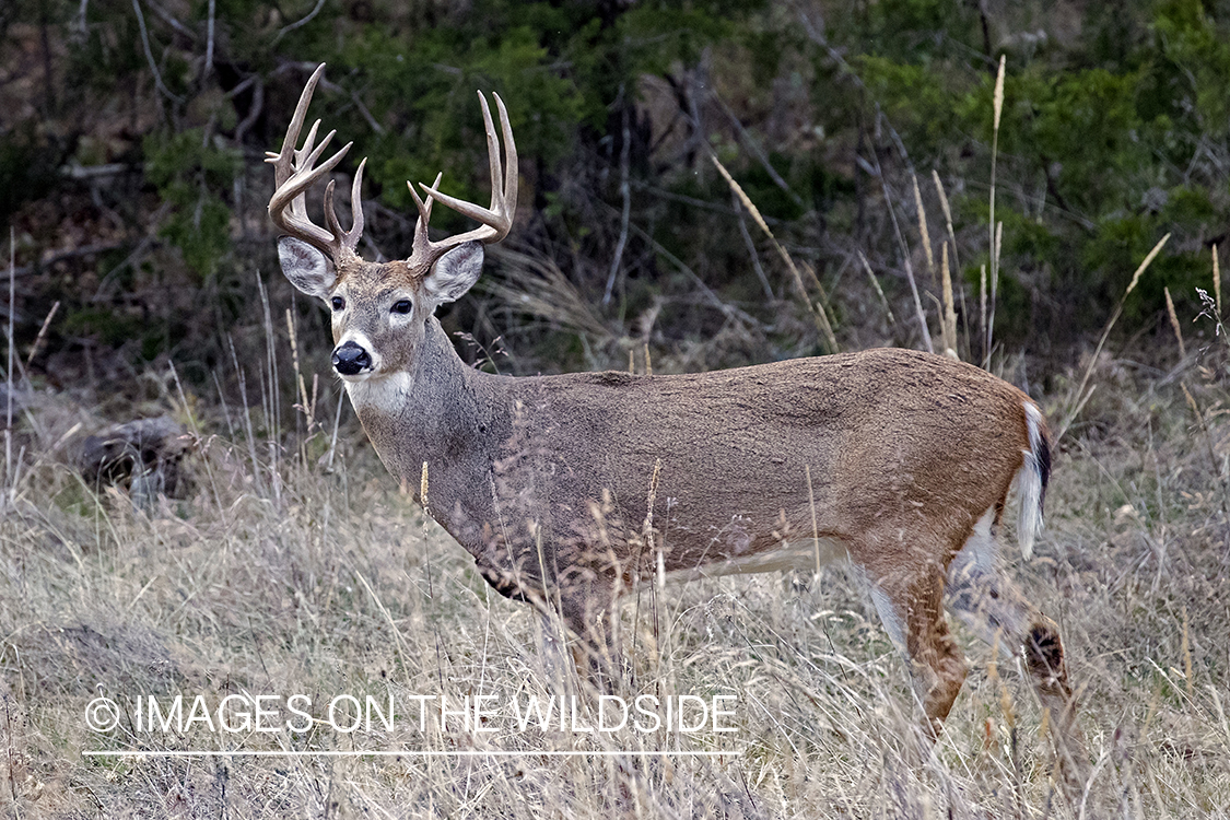 White-tailed buck in field.